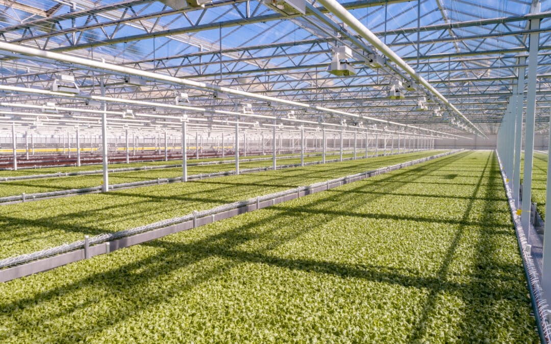 Locally Grown Lettuce in Springfield Public School Lunches (WGBY)