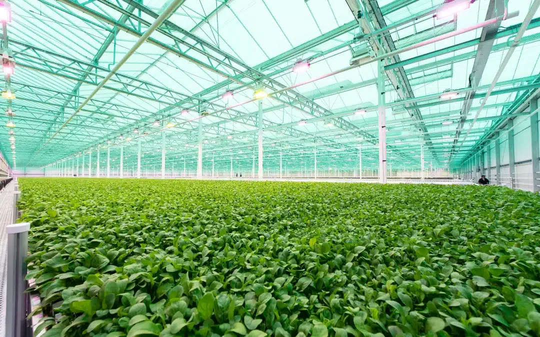 Strong, local food system helps economy, keeps jobs (Boston Business Journal)