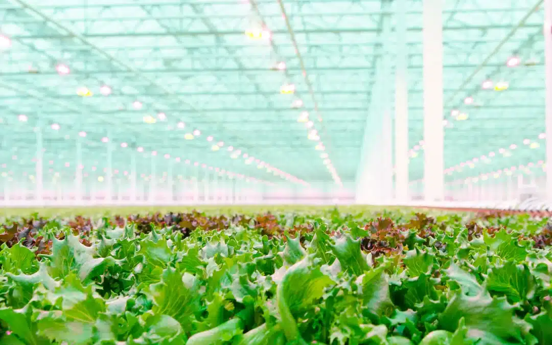 Little Leaf Farms in Devens Quadruples in Size since 2015 Opening (Worcester Telegram)