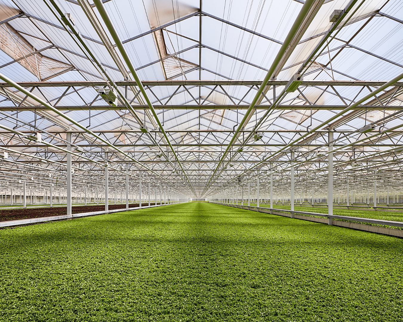 Paul Sellew Leads Efforts in Sustainable Hydroponic Agriculture (The Cornell Daily Sun)