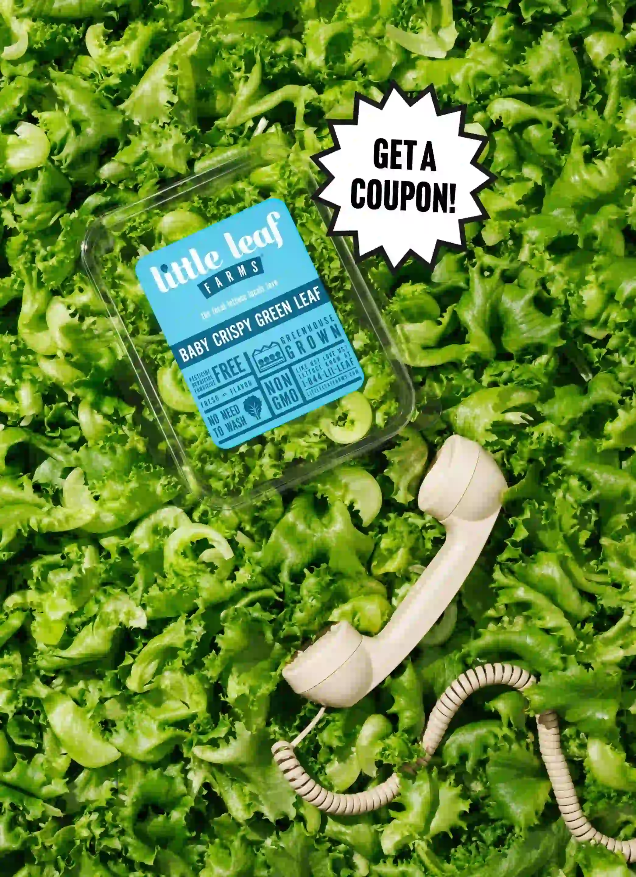 Local Lettuce