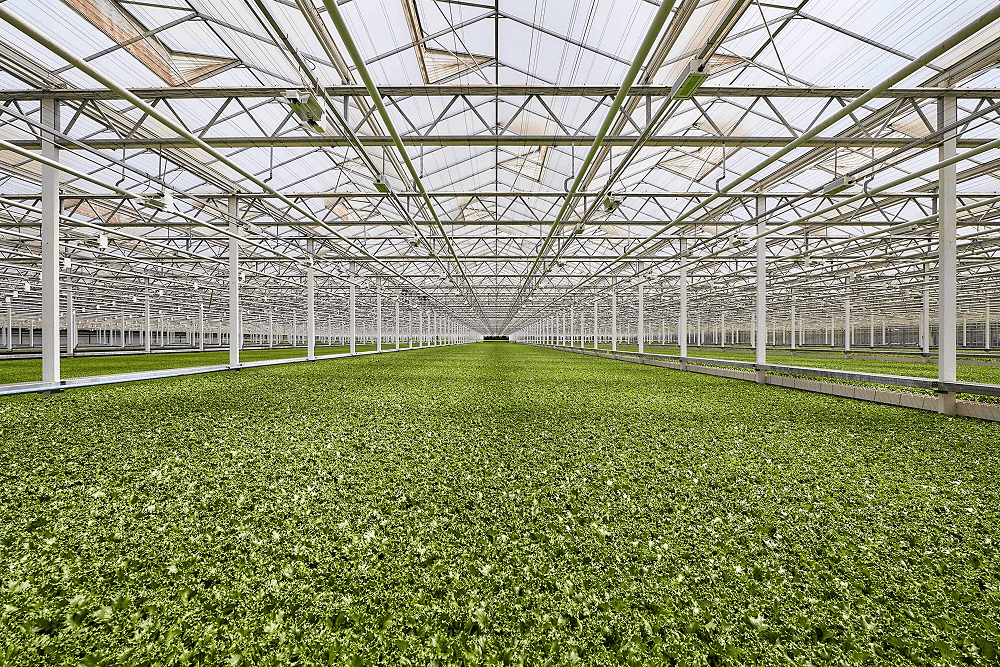 Little Leaf Farms Devens