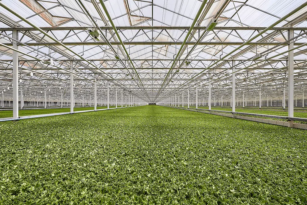 Little Leaf Farms Devens